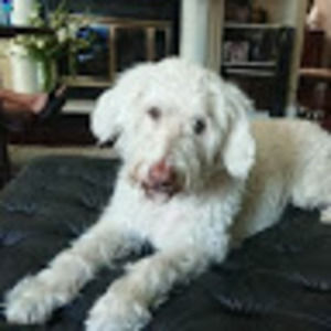 Meet your Posher, Griffin